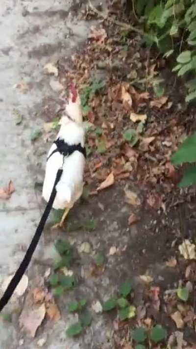 Carol taking a nice little stroll through midtown!