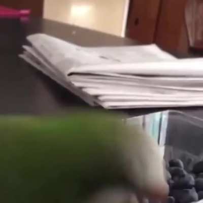 Bird gets angry while trying to snack some Blueberries.