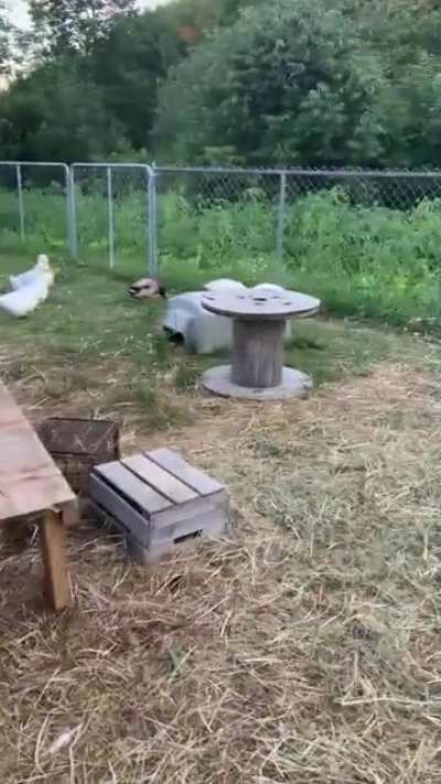 Duck