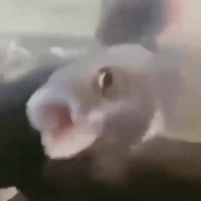 Osuran balikk