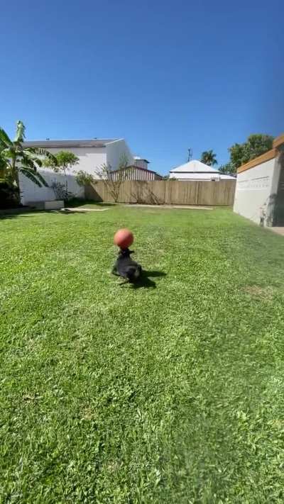Dog ball