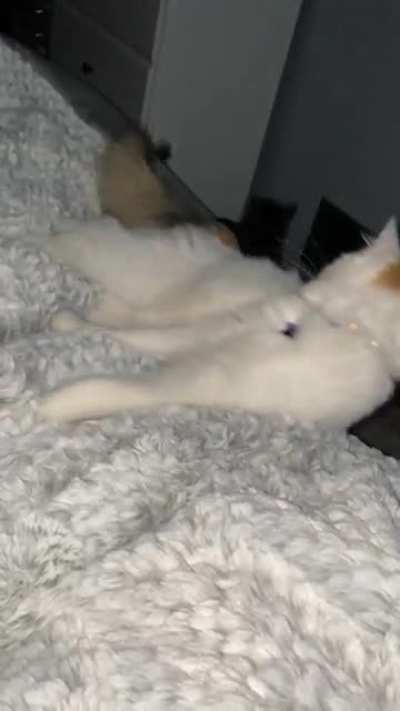No cats were harmed in the making of this post