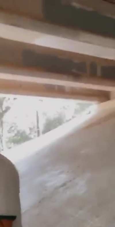 birb