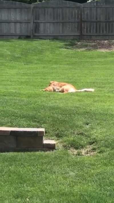 First lawn time at the new house. New yard checks out, just need to make sure it smells like me.