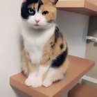Если счастлив стопудово - скажи мяу!