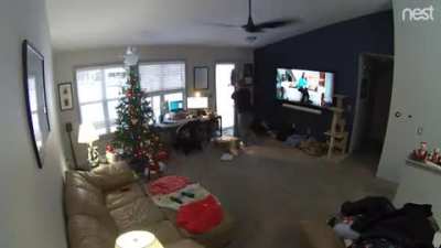 Imagine u chillin and a deer dashes into yo house