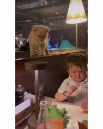 Hasbulla's video with the dog is going around the world and is viral