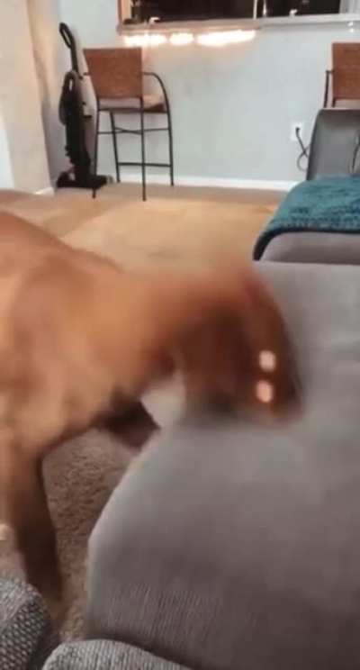To eat the sunlight