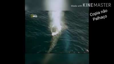 Documentario importante