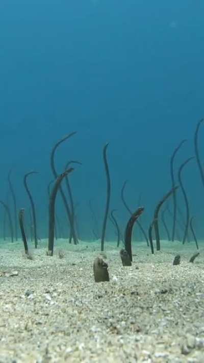 Sea noodles