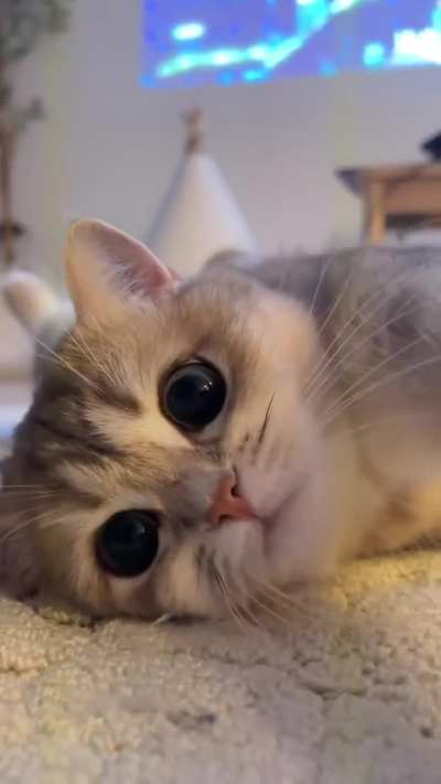 Cute cat
