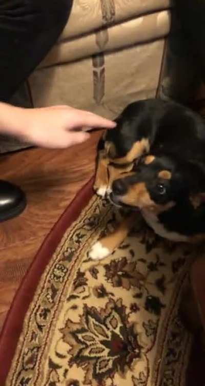 Loved seeing my grandma’s dog this Christmas