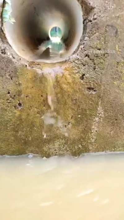 Life finds a way