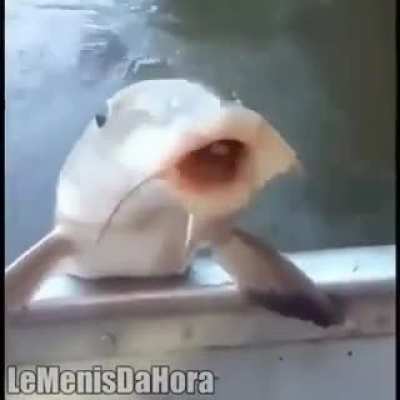 Tapa no peixe