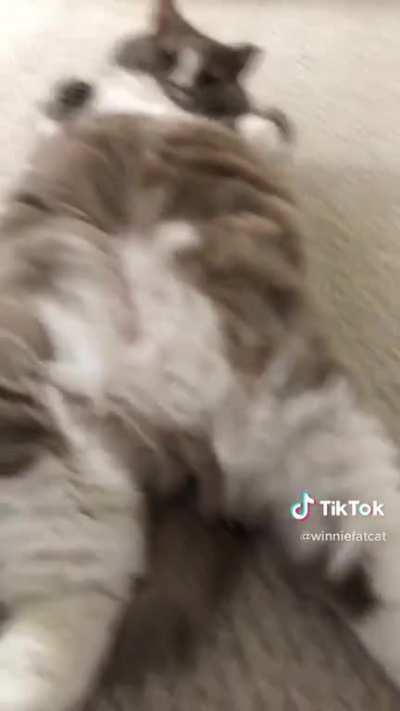 The Rise of the Belly