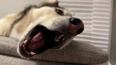 *subtle* eye twitch