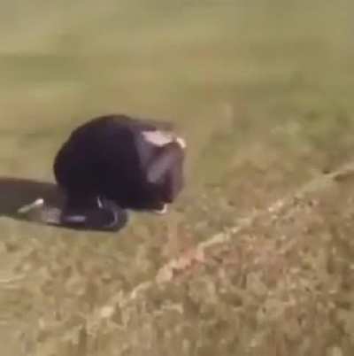 Trying to do a beer toss and a backflip at the same time
