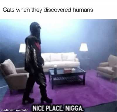 I love my cat