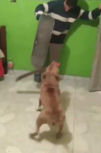 Dog showdown