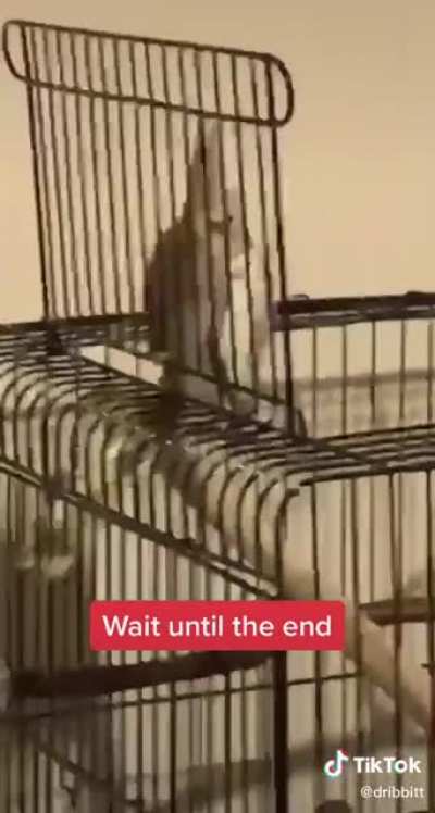 Birb screm