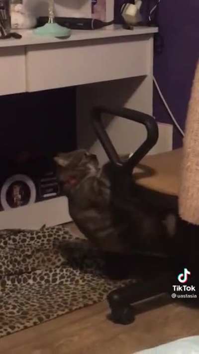 cat.exe crashed