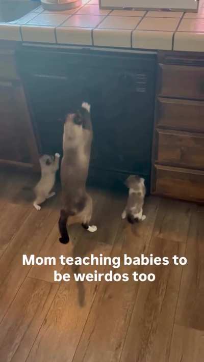 Babies learning how to make biscuits.