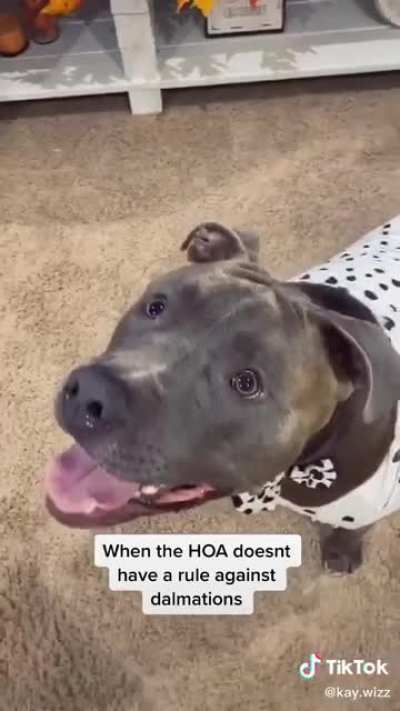 That is one cute dalmation