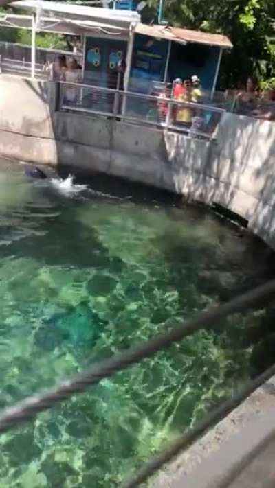 I like animal screams
