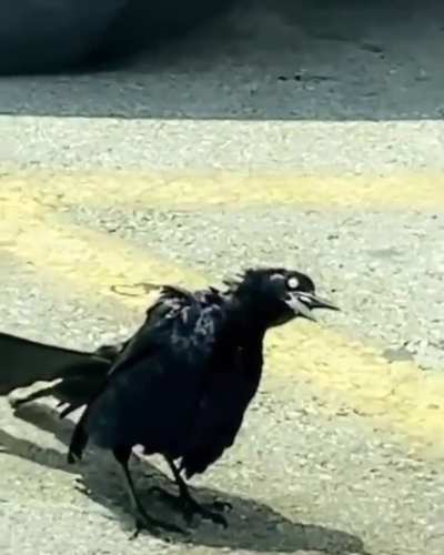 I think bird is on crack!