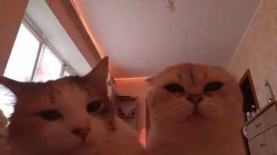 Çăť