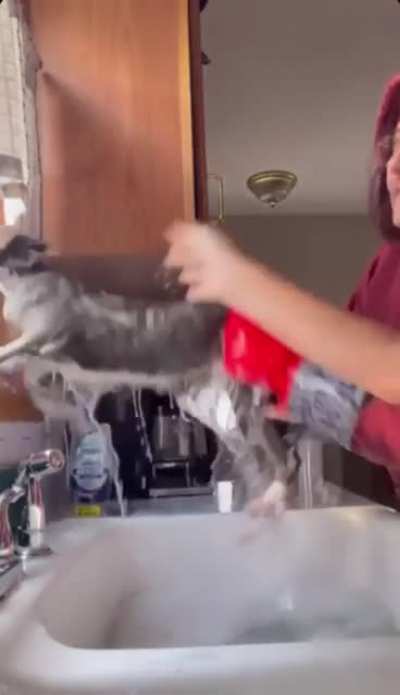 How not to wash a cat