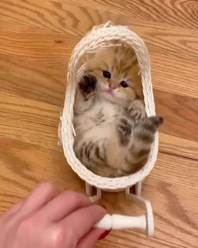 Treat your cat like a baby