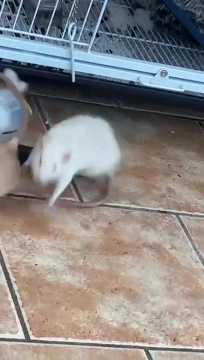 The time Basil karate kicked Sage