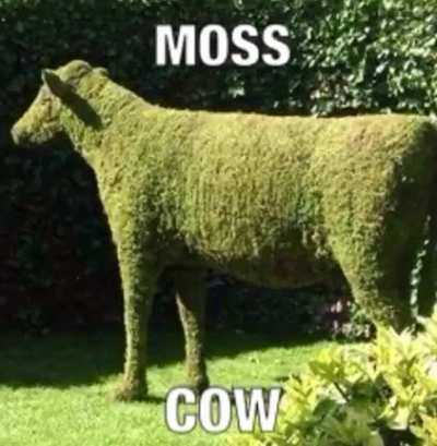 Our Moss cow
