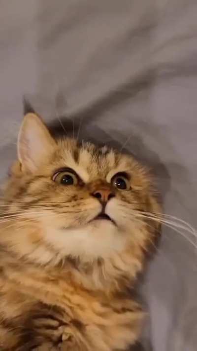 The face.