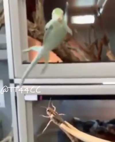 Gonna eat this bug right here real quick