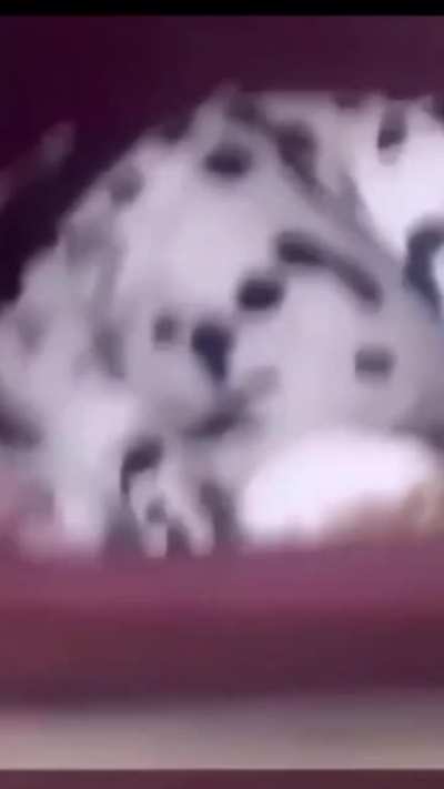 Cat Can't Nap