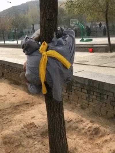 Different kind of tree hugging