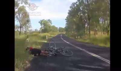 Beware wild animals of Australia..