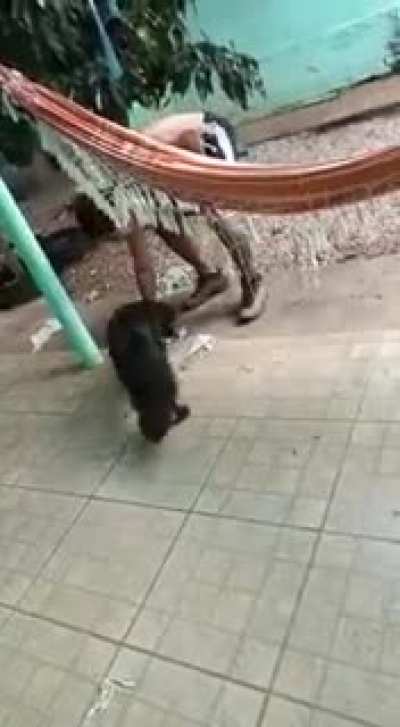 Dogs and rats