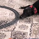 Very rude *BOOP*