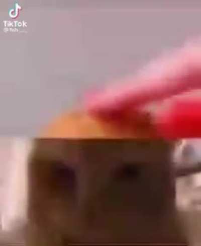 Nooo the cat