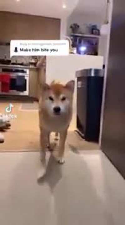 Man brutally punches innocent shibe