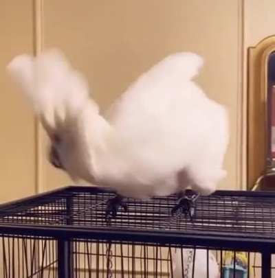 Name a bird that’s partied harder