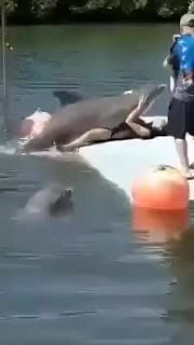 Bad dolphin bad…