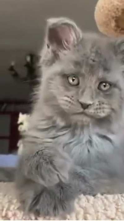 This cat…