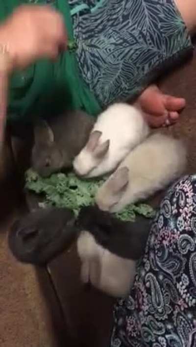 Nom Nom