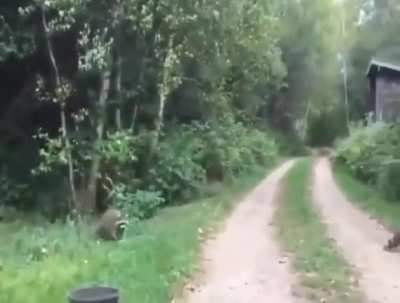A cultured modern day pied piper accumulating an army of trash pandas