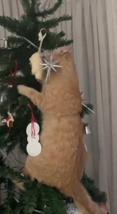 This is my daughter's cat. His name is Cheese.