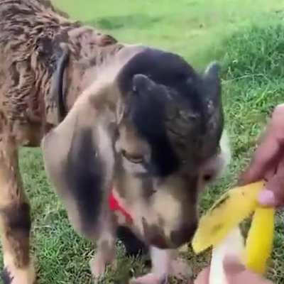 He lost his mom, then he got adopted, won't leave her side.